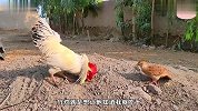 竹鸡见到公鸡，二话不说就要动手，但公鸡根本不搭理它