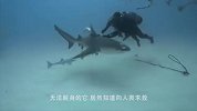 鲨鱼被误捕，却赖着不走了，网友：这是鲨鱼？我看像沙雕！