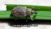 厨房里的小虫子如何处理