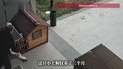 保安凌晨持棍猛击幼犬致死，第二天一早埋尸