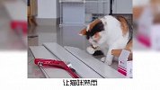 宠物冷知识：你家猫咪有什么嫉妒的行为吗？