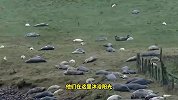 金雕捕杀小海豹，眼看海豹要命丧于此，关键时刻母海豹回来了