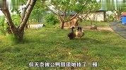 鸭子爱上了母鸡，两个物种之间上演“保卫爱情”，大爷会成全吗？