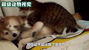 狗子困意来袭，一旁的猫咪见了，竟一爪子呼了过去