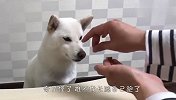 食物突然消失不见，柴犬会是啥反应？结局笑翻了