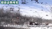 马儿外出觅食遇到野狼，即使它们狼多势众，但马儿丝毫不慌张