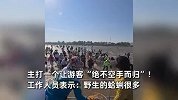 怕游客赶海挖不到蛤蜊，景区现场开车猛撒3000斤