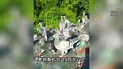 “身价”50万的信鸽被盗，小偷傻眼了：这些鸽子都有“身份证”