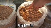 居家种植胡萝卜，用保鲜袋在家阳台就能种植，这样的操作见过吗？