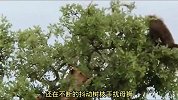 狮子冒着生命危险，爬上参天大树抓狒狒，却把自己弄尴尬了
