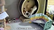 《这些猫咪倒霉的瞬间》你觉得哪只更惨？