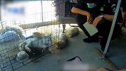 脸像哈士奇，体型比猫大！小白狐误入“人间”，民警将其放归山林
