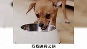 宠物冷知识：为啥狗子吃饭总是狼吞虎咽？