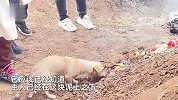 主人离世下葬狗狗坟前道别，用尽全力埋贡品蛋糕，全程耷拉尾巴