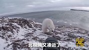 战斗民族徒手大战北极熊！