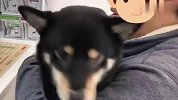 铲屎官带柴犬去打针，还没开始打就吓哭了，接下来忍住别笑