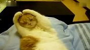 绝对卖萌！爱抱头睡觉的猫咪