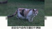 宠物冷知识，家养猫会捉老鼠吗？奇怪的知识又增加了