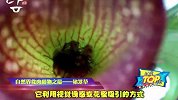 自然界最牛X的食肉植物——猪笼草