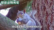 松鼠来到人类的地盘偷吃，嘴巴都被撑满了还在吃，太贪心了