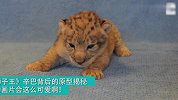 现实版狮子王 小辛巴