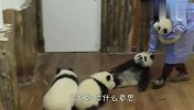 这么多熊为什么只抱它？熊猫醋劲上来了，接下来忍住别笑