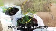 用这样的方法种芦笋，种一次可采收十多年，像割韭菜一样越割越旺