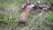 鬣狗女王约野犬群马路边打群架，不料寡不敌众，被咬断一条腿
