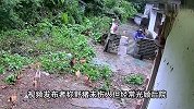 野猪拖家带口偷吃鸡食，遭村民怒喝后撒腿就跑，屋主：会吃鸡和鹅
