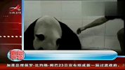 四川卧龙诞生全球首例大熊猫冻精宝宝