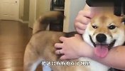 看到铲屎官把别的狗狗抱在怀里，柴犬会是什么反应？场面笑翻了