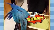 已鉴定 鹦鹉绝对是鸟中二哈