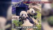 日本迎半世纪来首次零熊猫，最后两只旅日大熊猫，27日返回中国