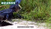 爱吃硬货的鳄鱼，吃不了乌龟就吃鳖，大鳄鱼轻松咬破龟壳吃掉乌龟