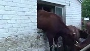 牛儿不走寻常路，大门不走走窗户，哪知被无情的卡住