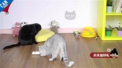 纸筒秒变猫玩具【举起爪儿来】
