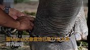 象营受抨击后让步 泰国77头表演大象解开脚链生活！