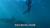 国外牛人把大白鲨，误认成汤米鲨，下秒反应难以想象