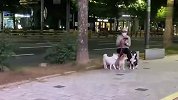 主人装不认识路过，柴犬能认出来吗？