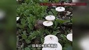 “只是煲个汤，差点要了命”男子误采毒蘑菇进ICU，医生：50g可致死