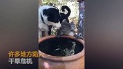考拉闯民宅避难 和狗狗分享一盆水画面十分和谐！