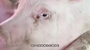猪：听说你是猪里面混得最好的，让我们仔细看看你
