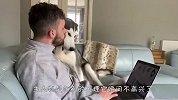 铲屎官沉迷玩电脑，受冷落的哈士奇气坏了，接下来忍住别笑