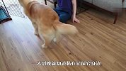 养了只黏人金毛是种什么体验？铲屎官要哭了，看完你还敢养吗