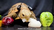乌龟吃着小弟们送的美食，直呼美味佳肴