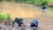 小伙来到一野水坑，在草丛发现一只鳄鱼