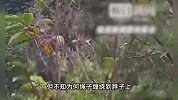 28岁男子爬树取蜂蛹，被自带绳子缠住脖颈意外身亡，村干部回应