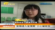 新闻夜总汇-20120409-宠物进入发情期.小心被咬伤
