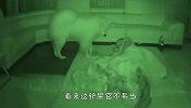 主人睡觉，猫和狗深夜会做什么？镜头记录爆笑全程