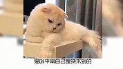 猫猫咪最爱的撸猫手法，有哪些？